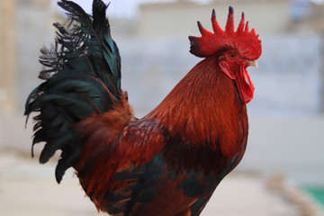 Close up of a Beautiful male Rooster, chicken cock, Beautiful Rooster standing
