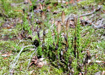 春の味覚　つくし