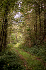 Fototapeta na wymiar Camino en el bosque. Asturias