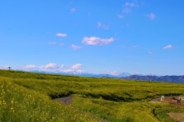 Fototapeta premium 春 渡良瀬 風景 杤木