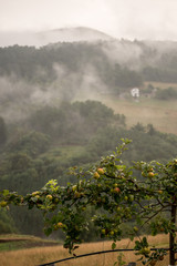 Manzano en una colina (Asturias)
