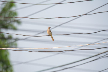 Streak-eared Bulbul bird on electric wire.
