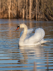 Side view of a beautiful mute swan male showing off in early morning light