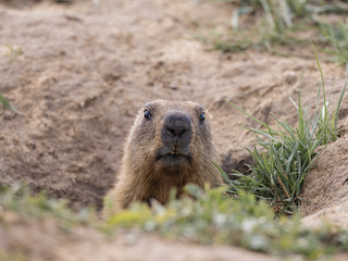 a curious Groundhog peeked out of its hole