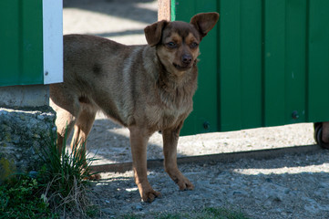 small domestic dog on the street