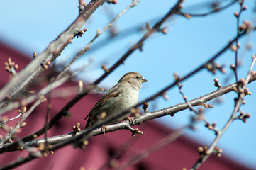 Fototapeta premium little sparrow sits on branches