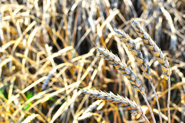 Fototapeta premium View of a field with ripe wheat with a golden hue in the sun. Summer harvest. Farm, production of flour, bread and bakery products. Agricultural landscape, growing crops, background, textures - Image
