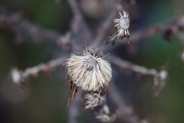 Macrophotographie, Insecte posé sur une feuille