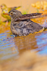 Blackbird, Turdus merula, Mirlo Común, Forest Pond, Castilla y León, Spain, Europe