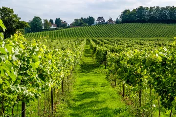Poster English vineyard landscape Surrey UK © Chris Mann