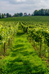 Fototapeta na wymiar English vineyard landscape Surrey UK