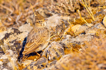 Crested Lark, Galerida cristata, Cogujada Común, Castilla y León, Spain, Europe