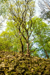 Basaltkuppe des Leyberg s im Rheinland