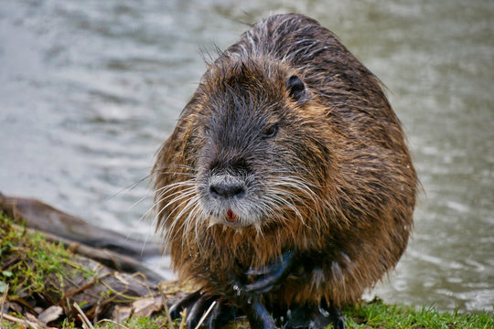 Wild lebende Nutrias am Fluss