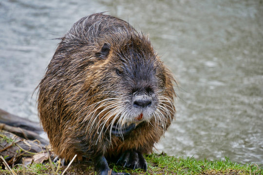 Wild lebende Nutrias am Fluss