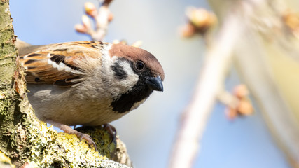 Naklejka premium Eurasien Tree Sparrow (passer montanus) perched on brown branch during spring in Germany 