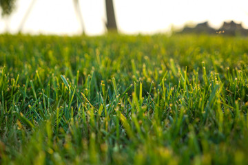 Outdoor lawn closeup sunset nature
