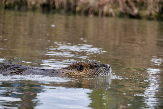 Wild lebende Nutrias am Fluss