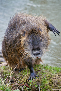 Wild lebende Nutrias am Fluss
