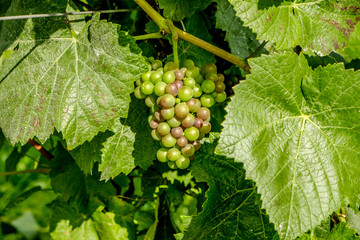 grapes close up English vineyard Surrey UK