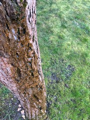 Tree with waterfall on the top of the bark