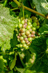 grapes close up English vineyard Surrey UK