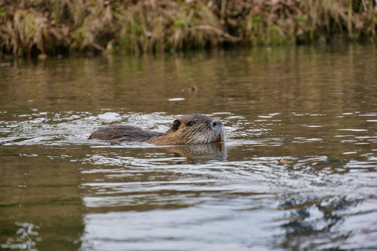 Wild lebende Nutrias am Fluss