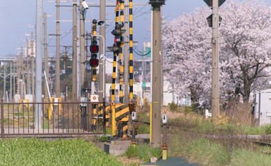 踏切と桜咲く春の鉄道風景