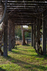 藤棚と藤の木：大阪服部緑地