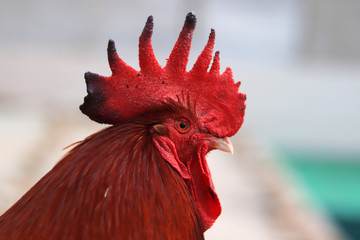 A close-up of a red rooster's head and neck