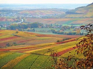 Fototapeta na wymiar Strahlend gefärbte Weinberge im Herbst
