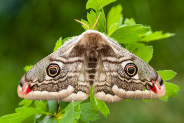 Obraz premium A selective photo of a beautiful female butterfly, Saturnia pavonia, perched on green leaves.