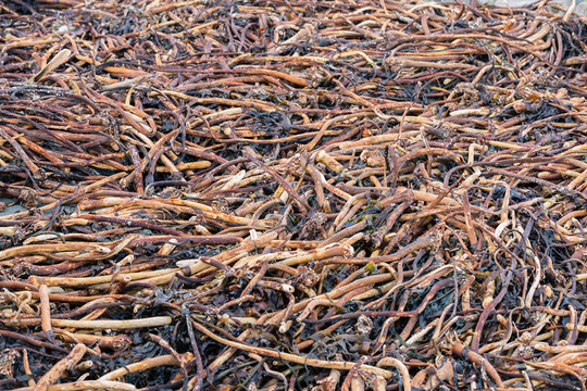 Long Holdfasts Of Big Red Kelp Seaweeds-laminaria Hyperborea On The Beach.