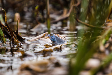 Close up of blue frog with yellow eyes in a natural pond
