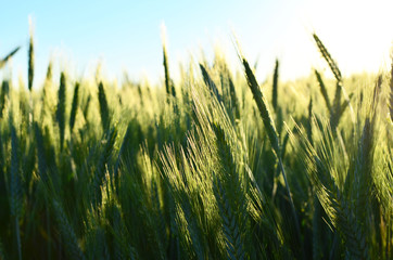 Fototapeta premium View on of young green wheat crop on the sunset. Farm, production of flour, bread and bakery products. Agricultural landscape background,