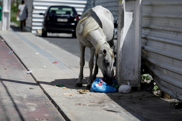 horse eating trash on the street