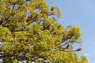 Obraz premium Yellow flowers of blooming Acer Platanoides Globosum towards blue sky at spring season close up Maple Tree. Nice background for a montage, with copy space. 