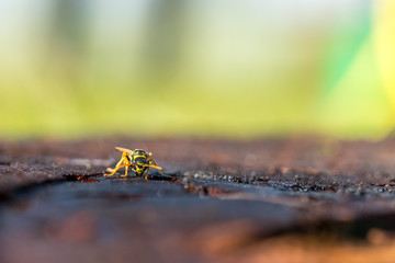 Close up of a wasp on a tree trunk