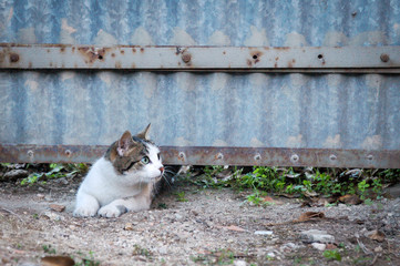 Chat tigré rampant sous un portail en fer bleu