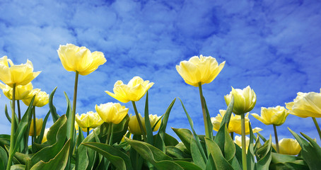 Obraz premium Panoramic view of blooming yellow/white tulips flowers in springtime real Dutch landscape