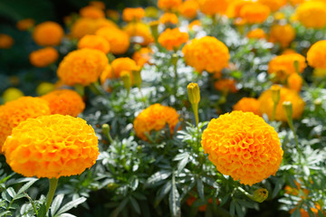 Portrait of blooming orange Marigold Tagetes flowers