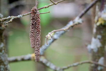 Macrophotographie, Insecte posé sur une feuille