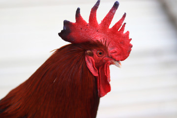 A close-up of a red rooster's head and neck