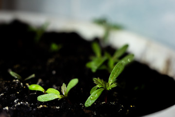 sprouted plants in the ground