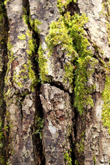 tree bark texture