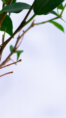 Branches with leaves on a light background. Ficus Benjamin's grade Natasha. Green houseplant. Growing and caring for plants. Flower business. Postcard, poster. Vertical layout. Copy space.