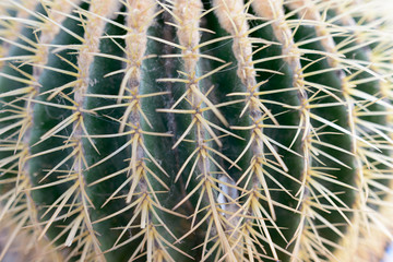 Naklejka na ściany i meble Closeup of cactus plant with thorns around
