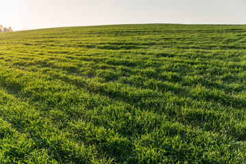 Fototapeta na wymiar Landscape view of green winter crops field in spring.
