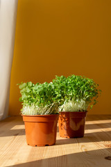Set of two different home plants microgreens in same pots against mustared yellow wall and on wooden table in the house. Hard shadows and sun rays help to focus directly on plants. Vertical.
