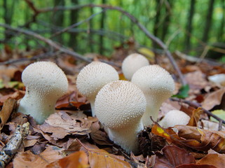 Weiße Pilze, Flaschenstäublinge in dunkel roten Laub mit dem grünen Wald in Hintergrund. Bäume und Äste sind unscharf aber erkennbar in Hintergrund.